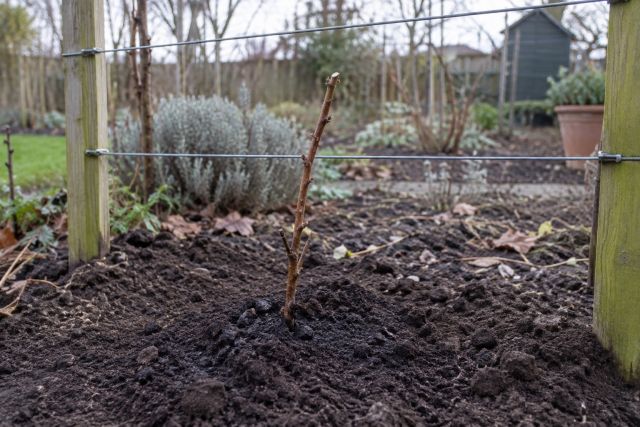 A bare-root blackberry cane planted beside a wire support