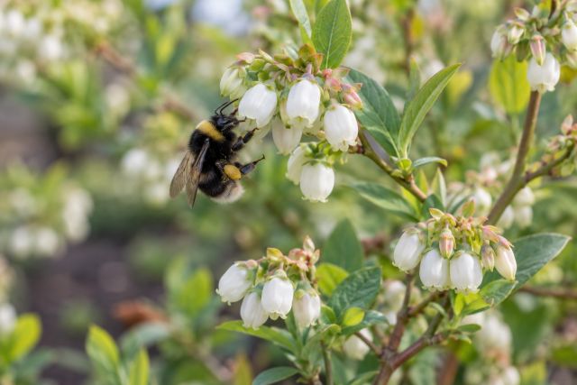 A bee visiting white bell-shaped blueberry flowers