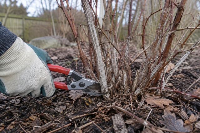 Secateurs cutting an old stem from a blueberry bush in winter