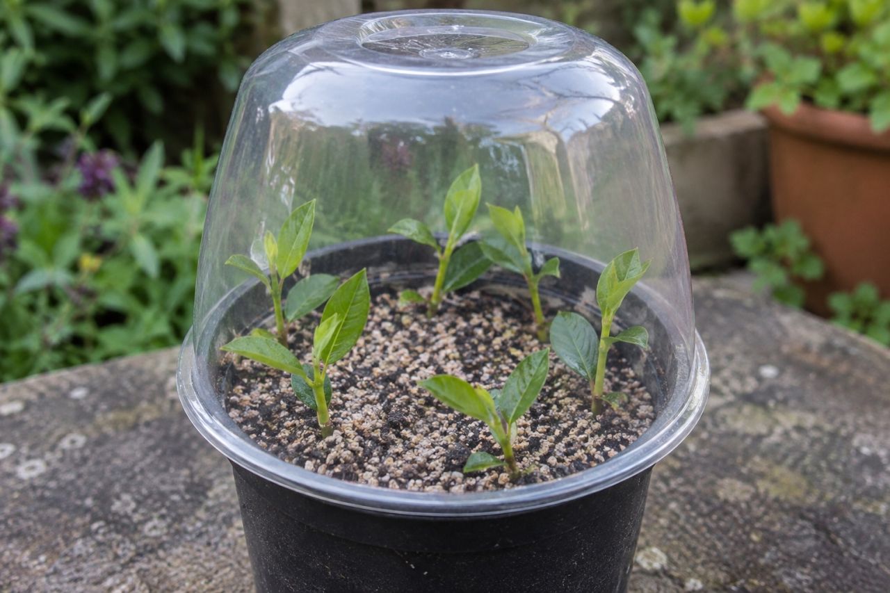 Blueberry cuttings rooting in a pot of gritty compost