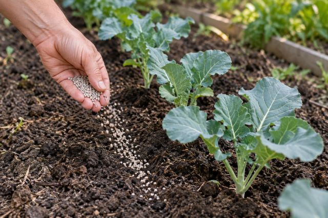 Fertiliser being sprinkled beside broccoli plants