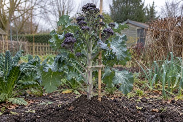A tall winter broccoli plant tied to a cane