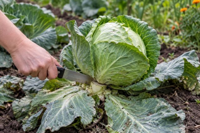 A knife cutting a firm green cabbage head at the base