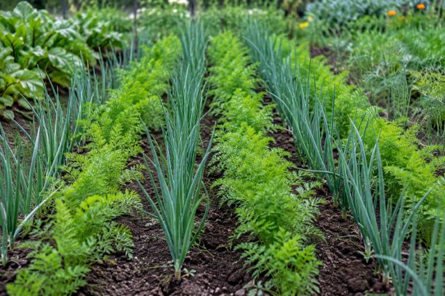 Rows of carrots and onions growing side by side