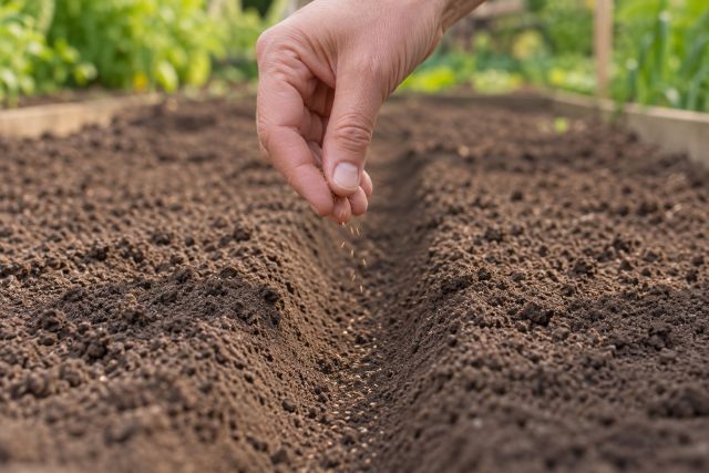 Fingers sowing carrot seed thinly along a shallow drill