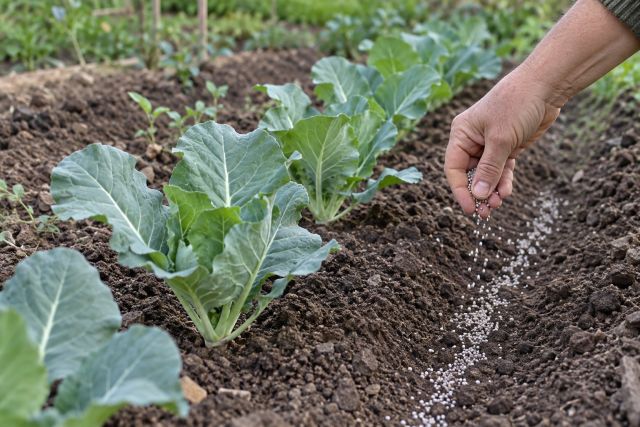 Granular fertiliser sprinkled beside a row of cauliflowers
