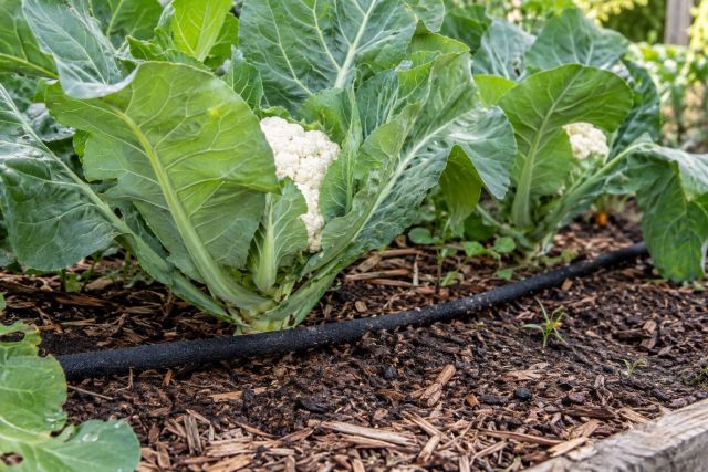 A soaker hose watering cauliflower plants at the base