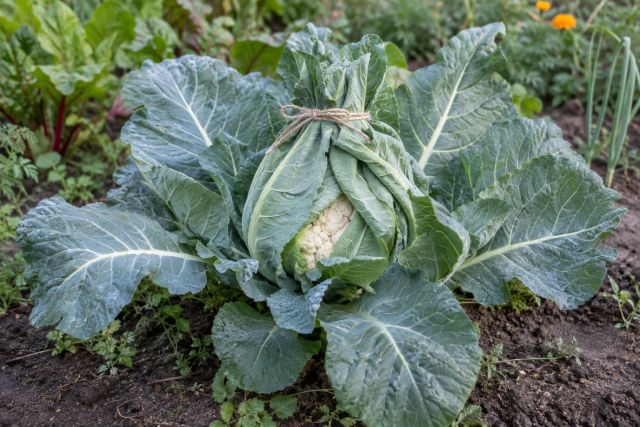 Inner leaves tied over a developing cauliflower head