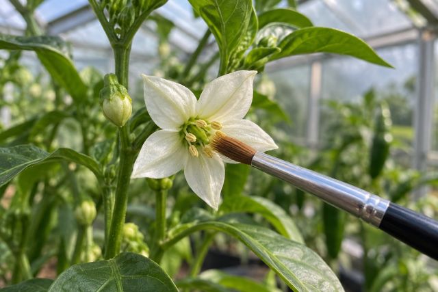 A small paintbrush touching an open white chilli flower