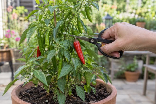 Red and green chillies being cut from the plant
