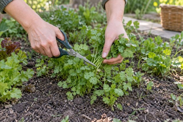 Scissors cutting a handful of coriander leaves