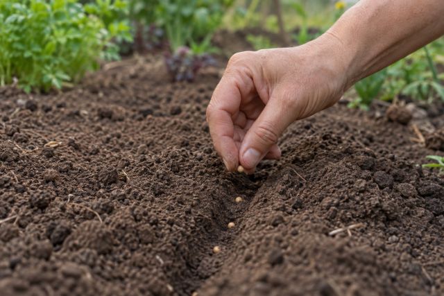 Coriander seeds being sown into a shallow drill