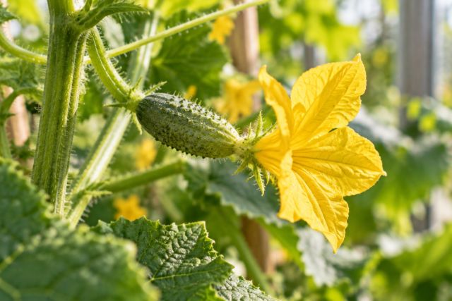 A female cucumber flower with a tiny fruit behind it