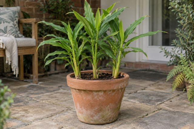 Three ginger plants in a 35 cm pot