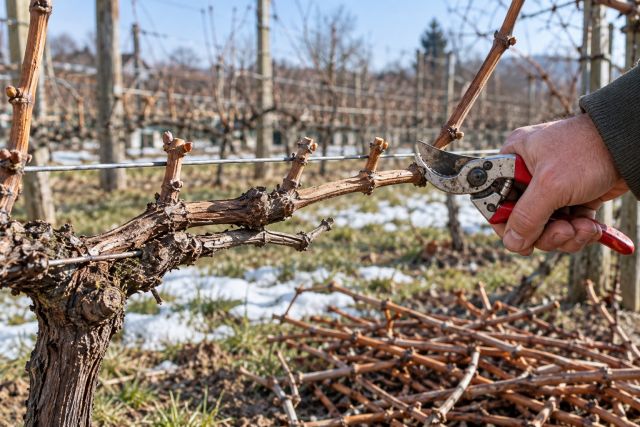 Pruning a dormant grapevine back to short spurs