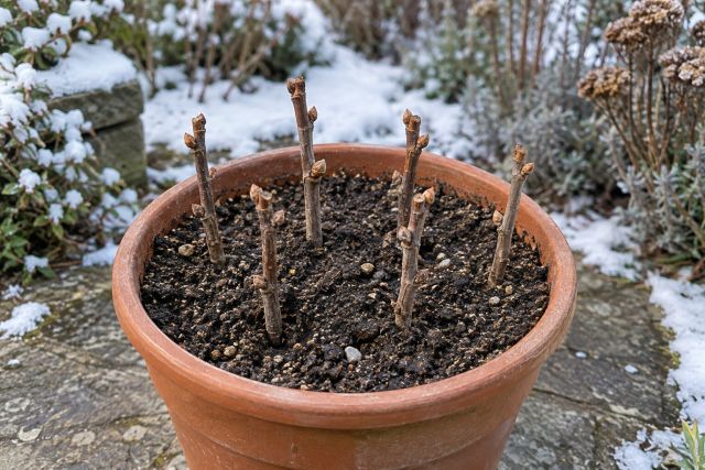 Grapevine hardwood cuttings in a pot