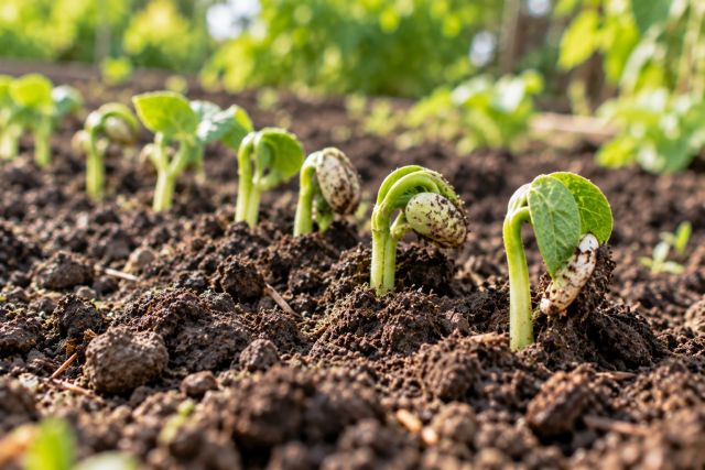 Bean seedlings pushing up through the soil