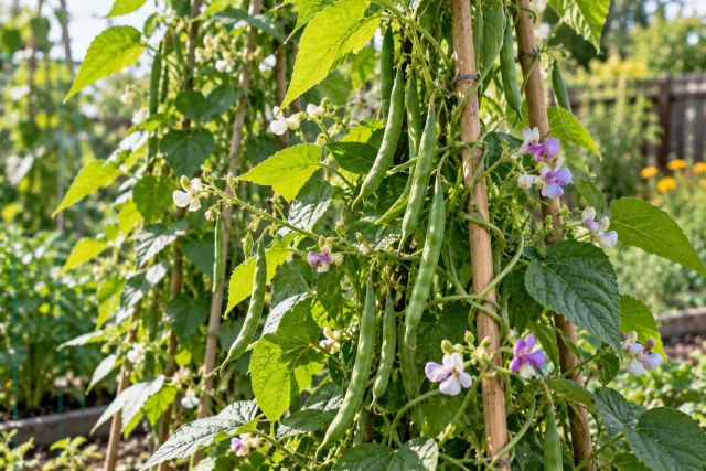 Climbing bean vines twining up bamboo canes