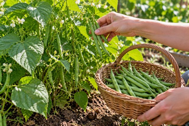 Picking slender green beans into a basket