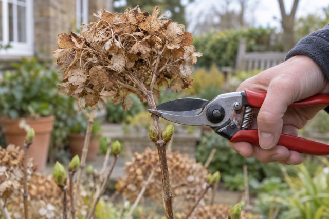 Cutting a dead flowerhead back to plump buds in spring