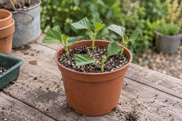 Hydrangea softwood cuttings in a pot