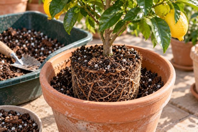 Setting a lemon tree’s rootball at the right level in a pot
