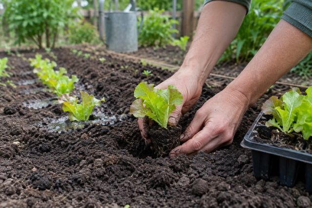 Lettuce transplants being planted out from modules