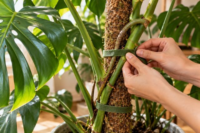 Tying a monstera stem to a moss pole