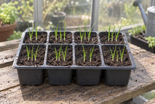 Onion seedlings in modules