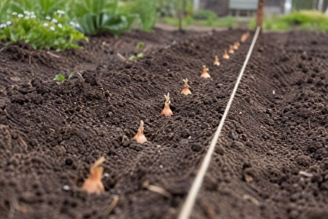 Onion sets pushed into a row with their tips showing