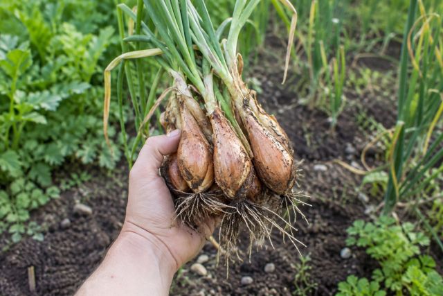 A cluster of shallots lifted from the ground