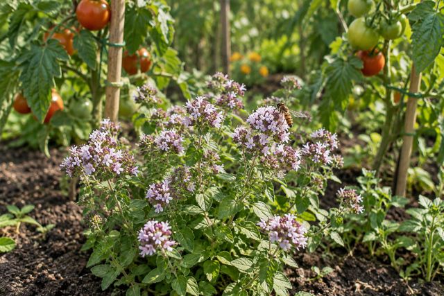 Oregano flowering at the foot of tomato plants