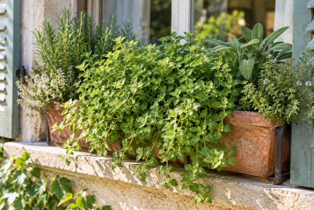 Oregano in a window box