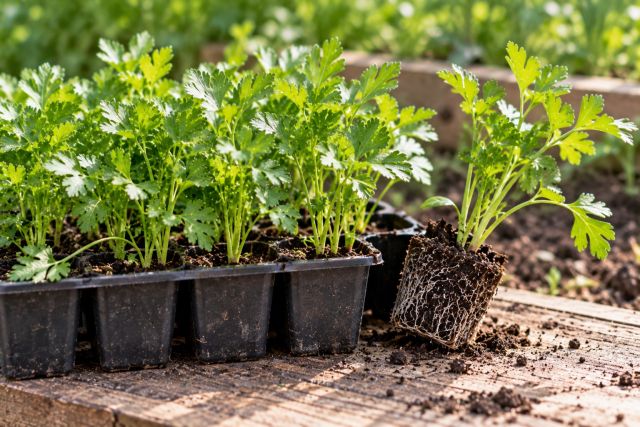 Module-raised parsley plants ready to plant out
