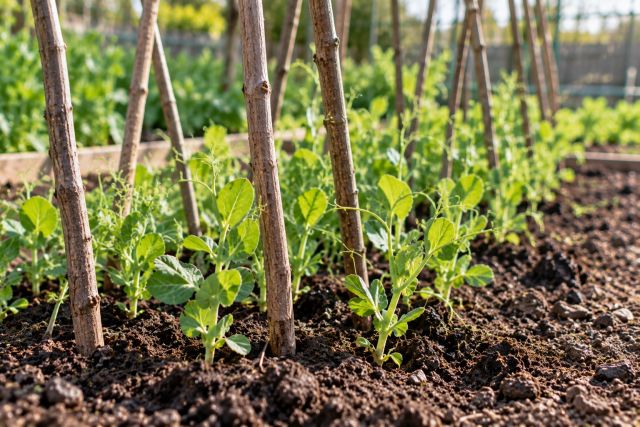 Pea sticks pushed in along a row of seedlings