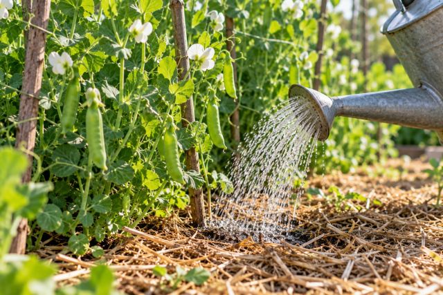 Watering the base of flowering peas