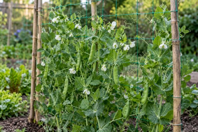 Pea plants climbing netting with white flowers and pods