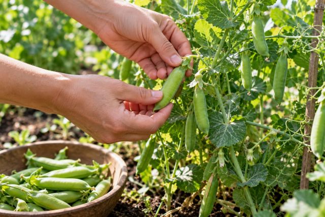 Picking plump pea pods with two hands