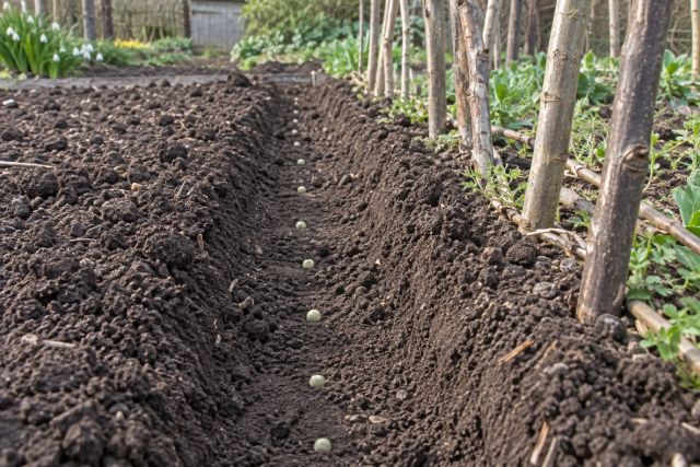 Pea seeds spaced in a wide, flat-bottomed trench
