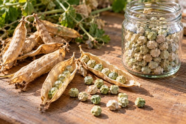 Dried pea pods and saved seed