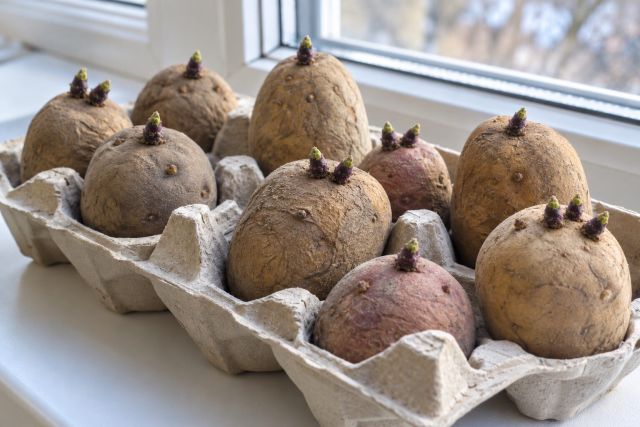 Seed potatoes chitting in egg boxes