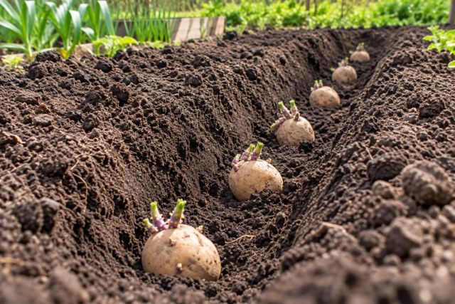 Chitted seed potatoes set in a trench