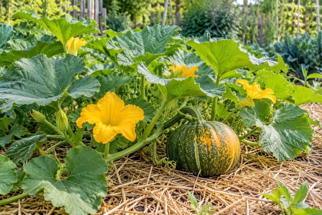 Sprawling pumpkin vines with large leaves and a young fruit