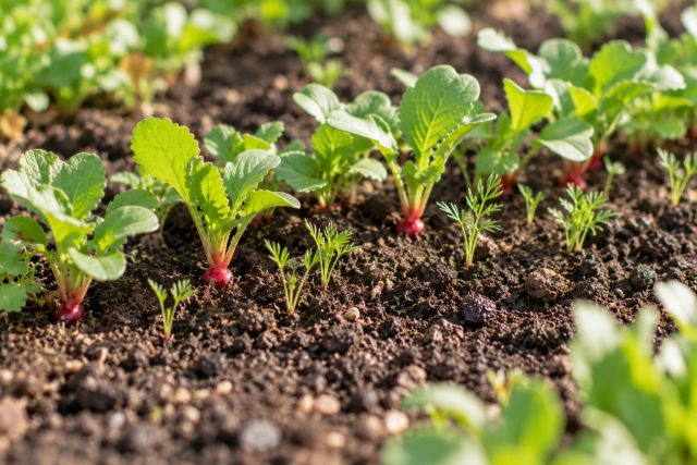 Radish seedlings marking a row of slow carrots