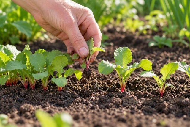 Thinning radish seedlings by hand