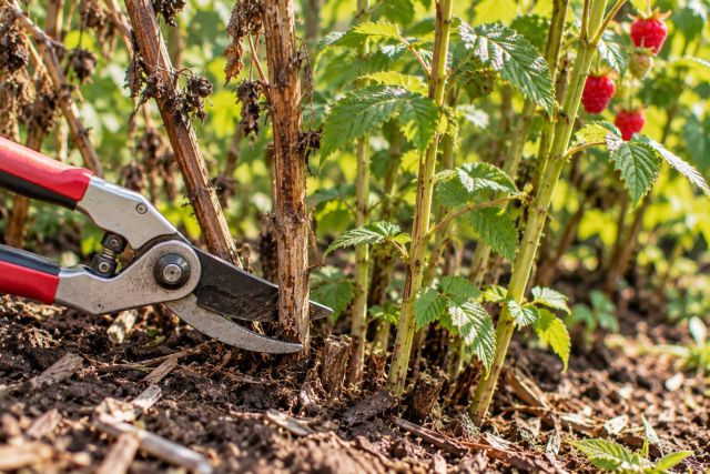 Cutting old fruited raspberry canes to the ground