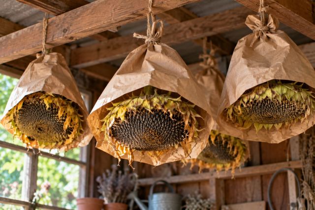 Sunflower heads hanging to dry in paper bags