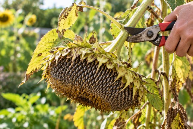 Cutting a ripe sunflower seed head