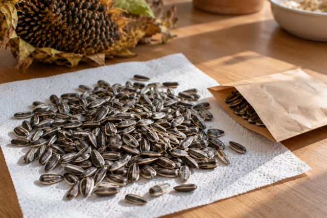 Saved sunflower seeds in a paper envelope