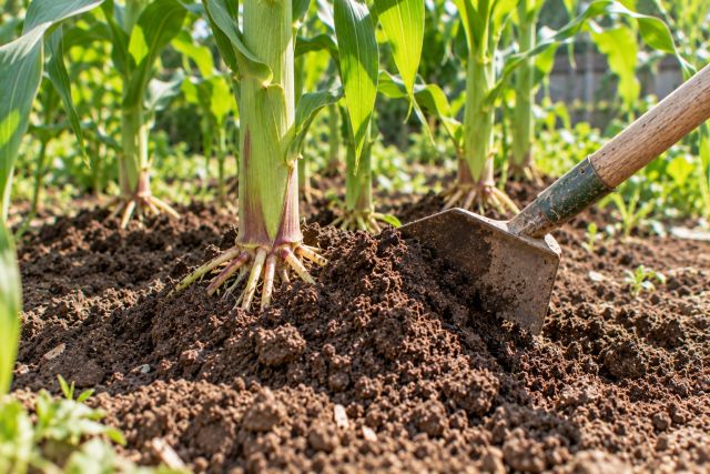 Earthing up the base of sweet corn